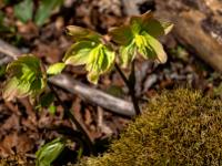 Erste Schneerosen am Wegrand